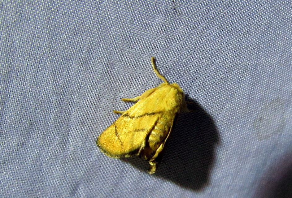 Apoda limacodes - kagylólepke