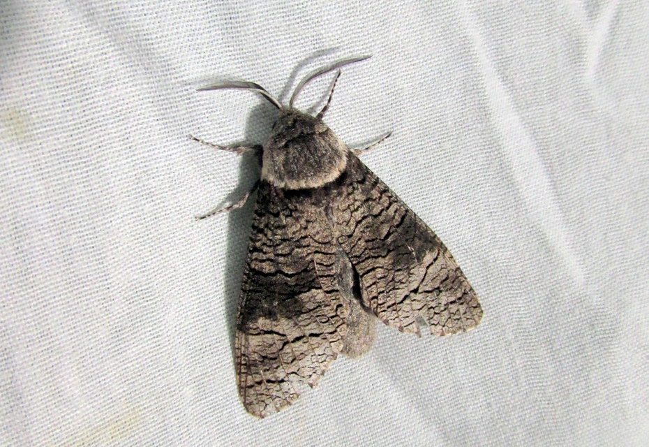 Acossus terebra - nyárfarontólepke