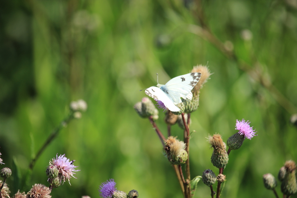 Pontia edusa - rezedalepke