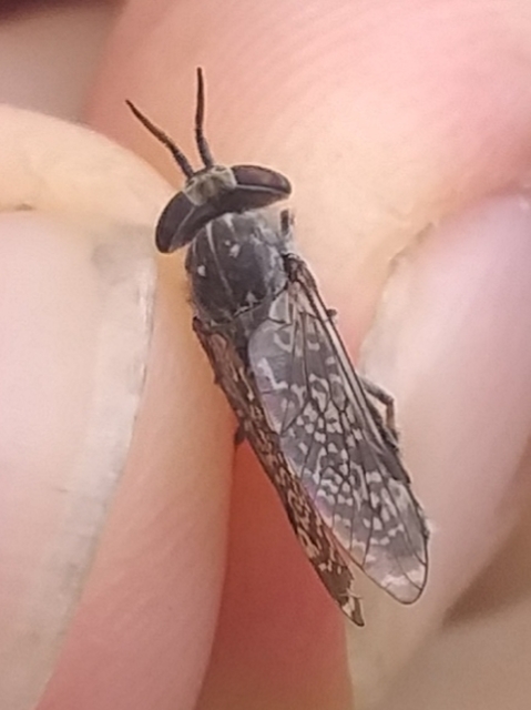 Haematopota