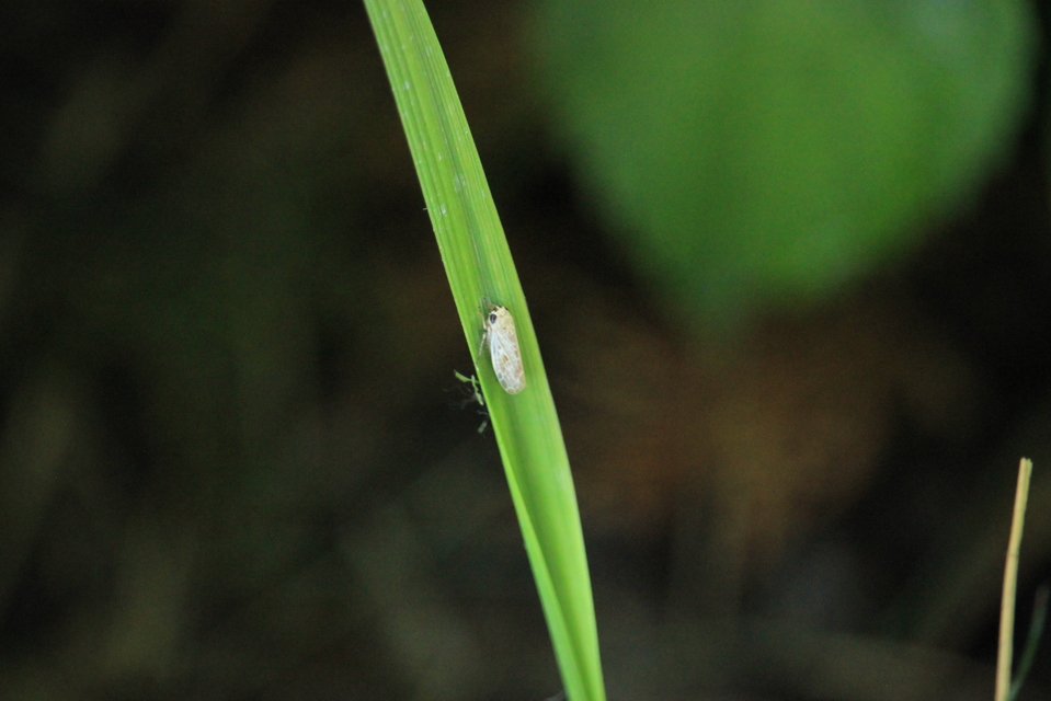 Allygidius abbreviatus