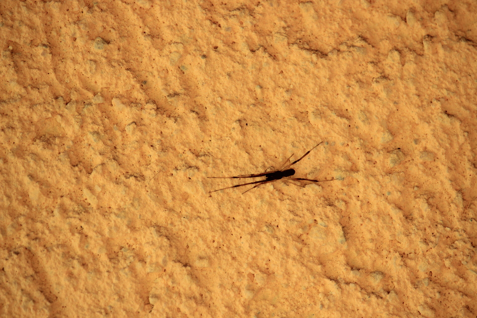 Episinus truncatus - csonka törpepók