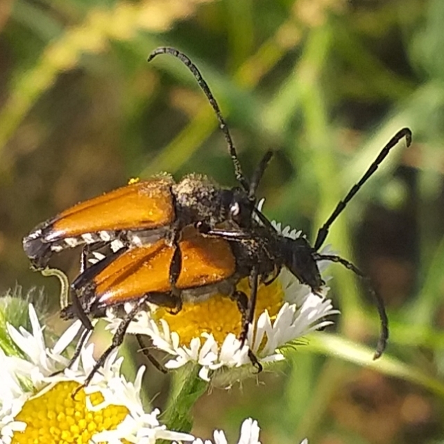 Stictoleptura fulva - vörhenyes virágcincér