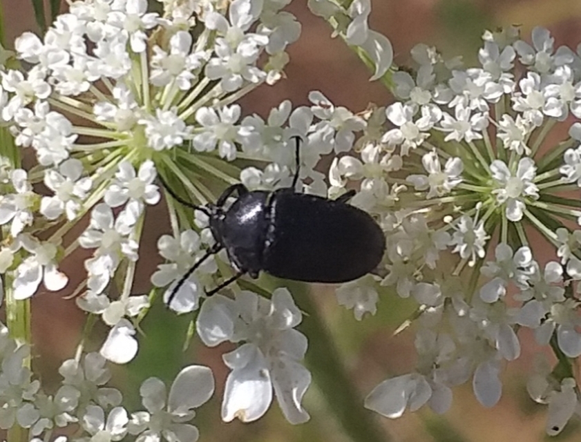 Podonta nigrita - szerecsenbogár