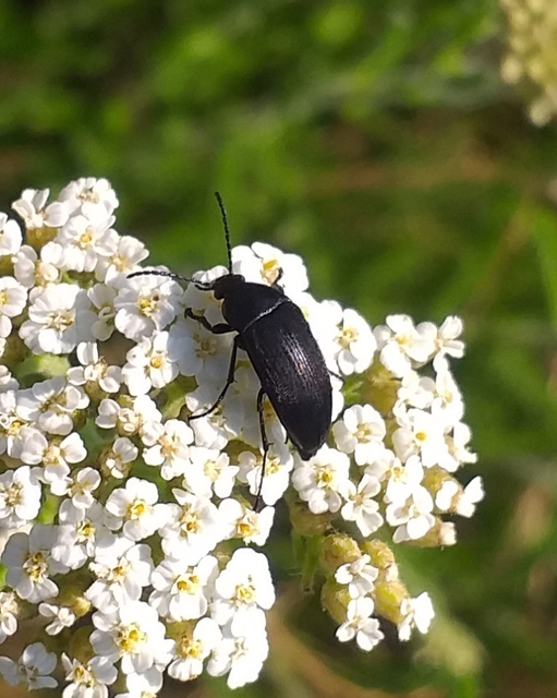 Podonta nigrita - szerecsenbogár