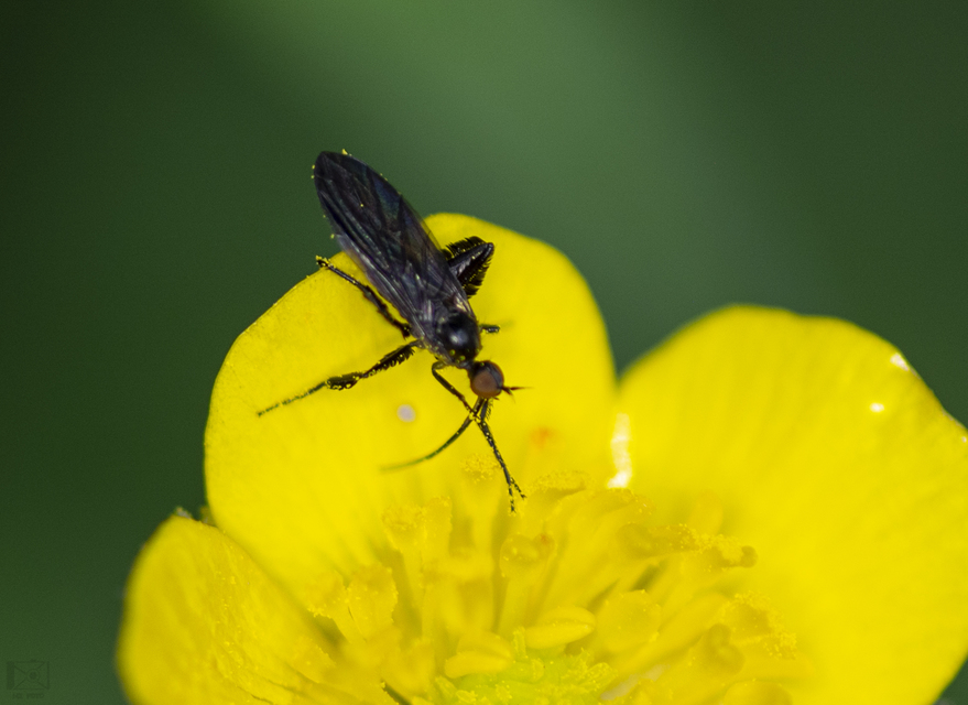 Empis pennipes - tollaslábú táncoslégy
