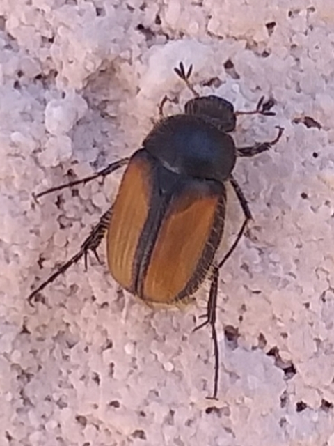 Omaloplia nigromarginata - szegélyes kiscserebogár