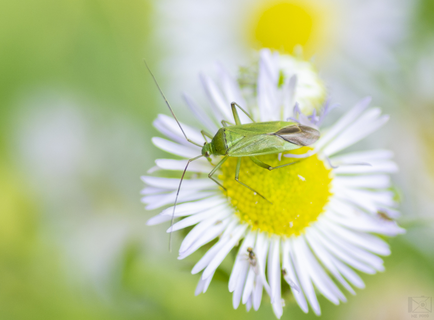 Calocoris affinis