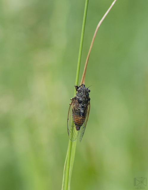 Cicadidae - énekeskabócák