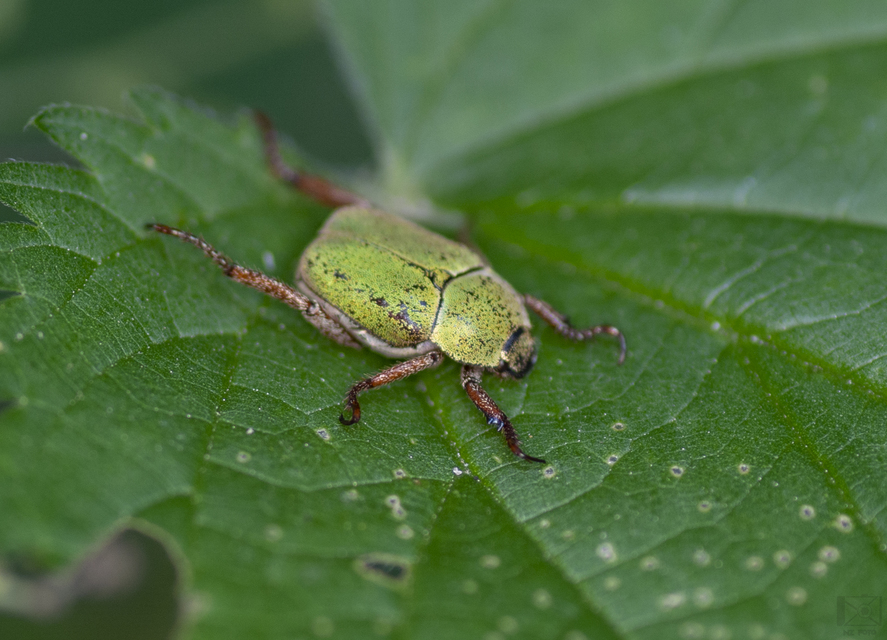 Hoplia dilutipes