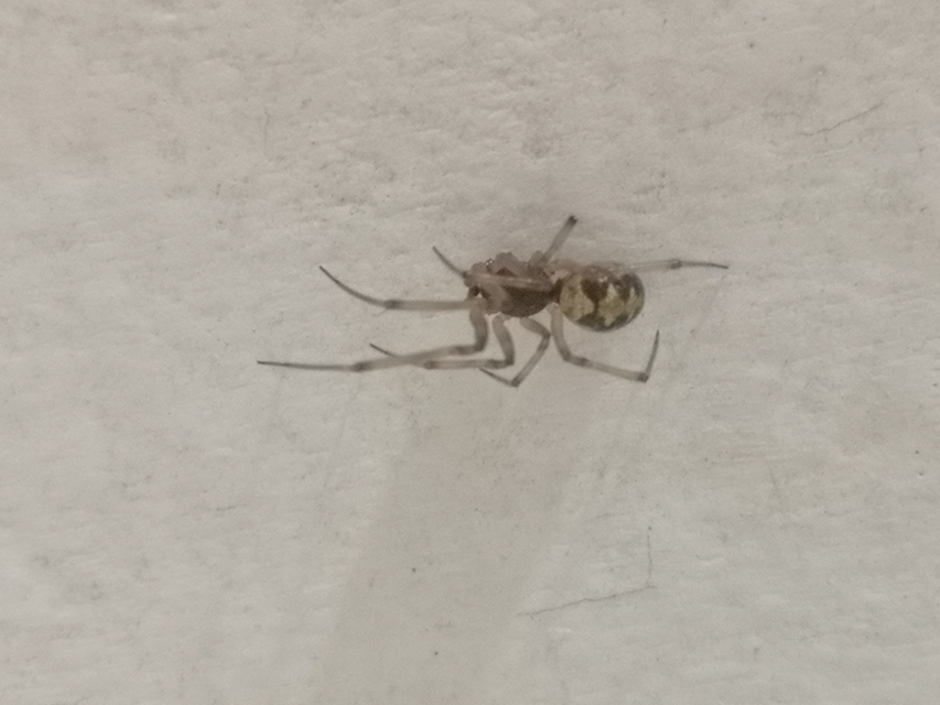 Steatoda triangulosa - háromszöges faggyúpók
