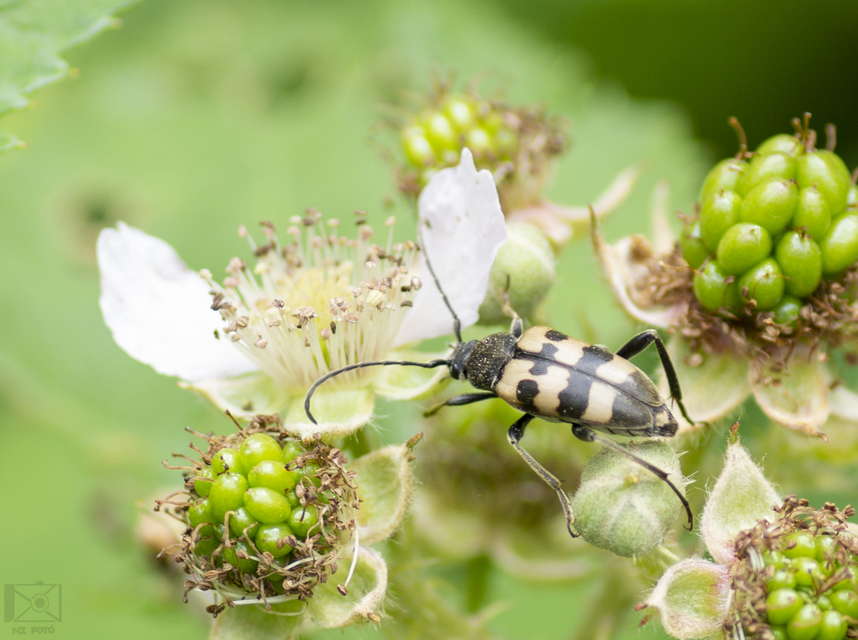 Pachytodes erraticus - rajzos virágcincér