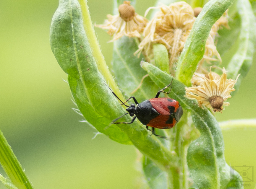 Deraeocoris rutilus - cinóber mezeipoloska