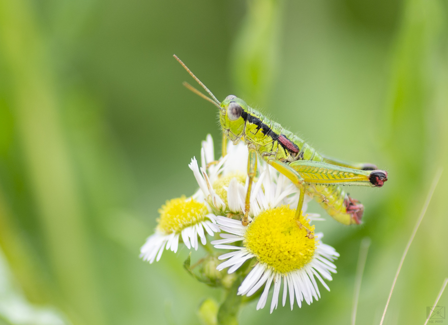 Odontopodisma decipiens - déli hegyisáska
