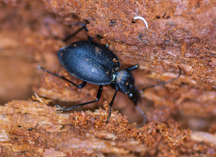 Cychrus caraboides - feketelábú cirpelőfutó