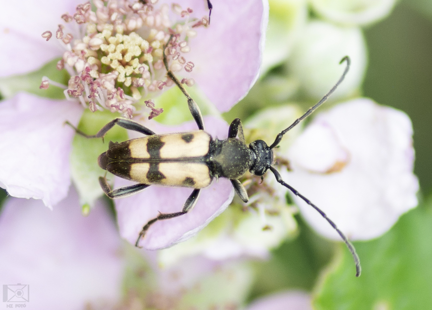 Pachytodes erraticus - rajzos virágcincér