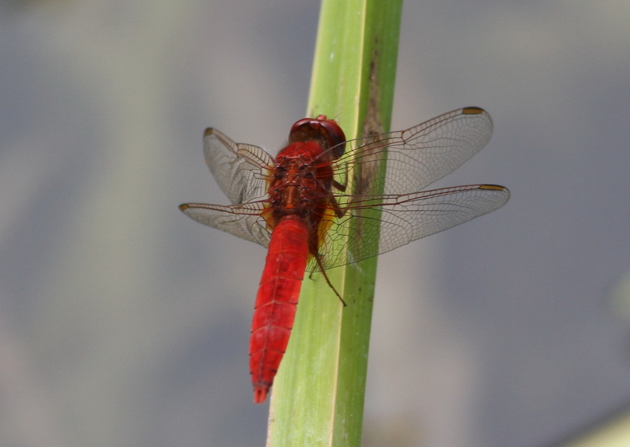 Crocothemis erythraea - skarlát szitakötő