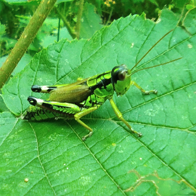 Miramella alpina - alpesi sáska
