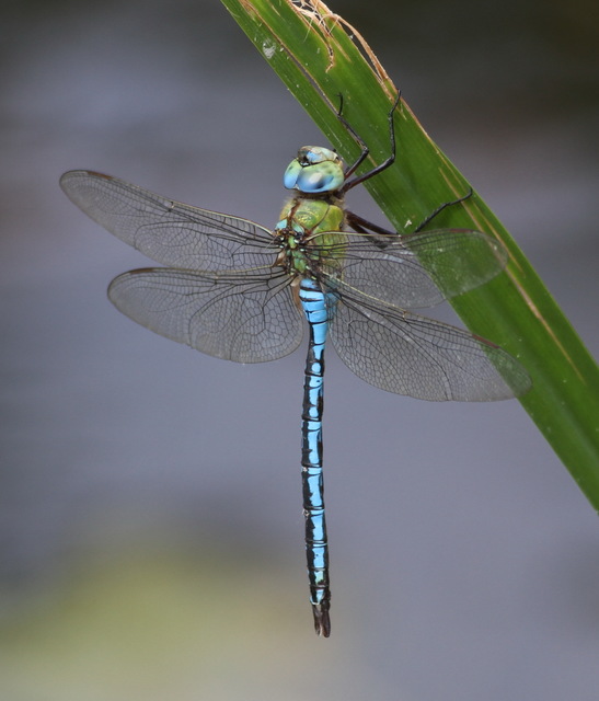 Anax imperator - zöld óriásacsa