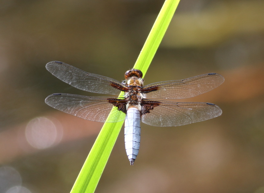 Libellula depressa - széles laposacsa