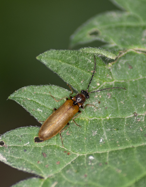 Denticollis linearis - dülledtszemű pattanó