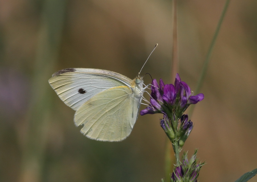 Pieris rapae - répalepke