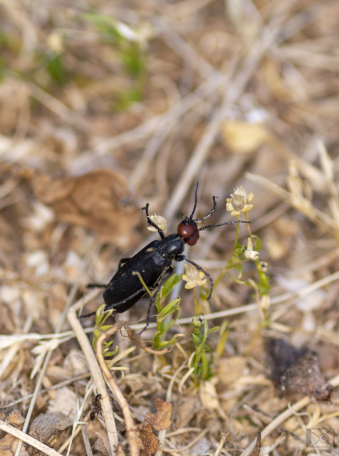 Epicauta rufidorsum - hollóbogár