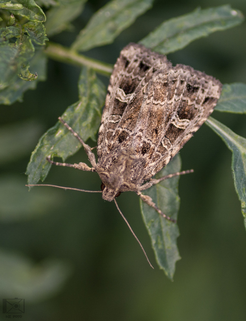 Naenia typica - hálózatos sóskabagoly