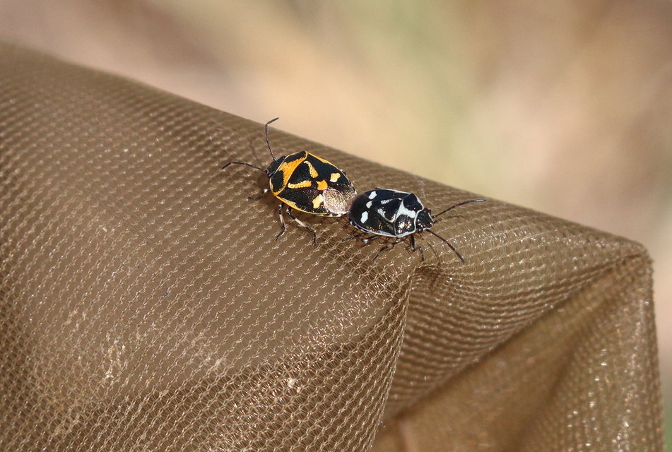 Eurydema oleracea - paréjpoloska Eurydema oleracea - paréjpoloska