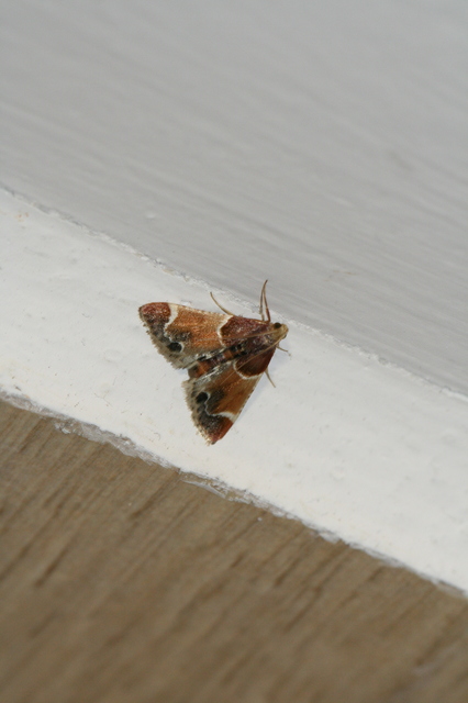 Pyralis farinalis - lisztilonca