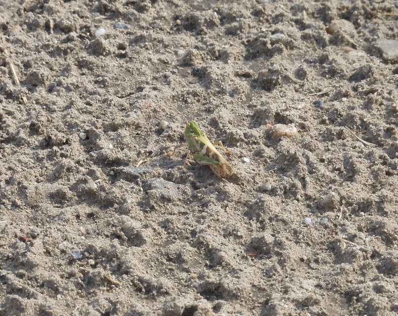 Oedaleus decorus - szalagos sáska