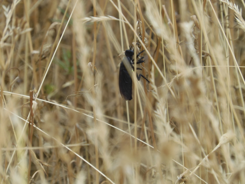 Dasypogon