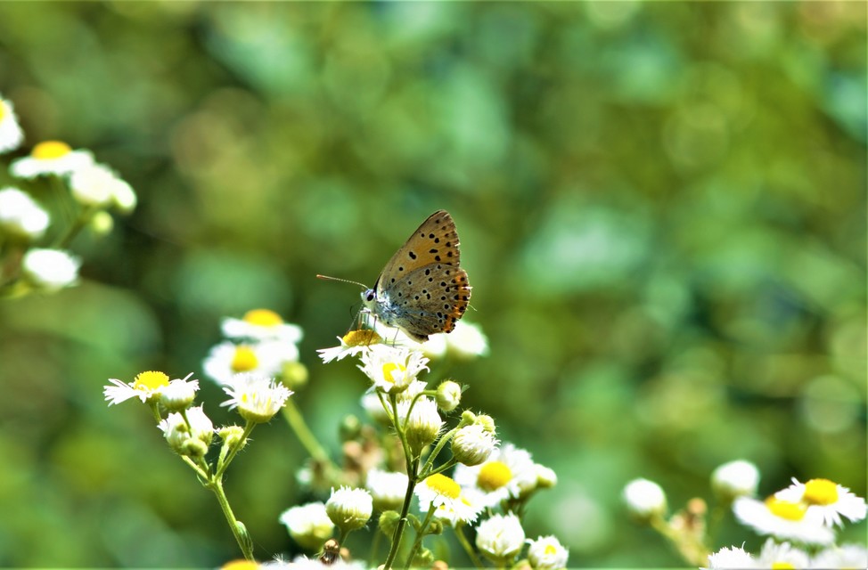 Lycaena thersamon - kis tűzlepke