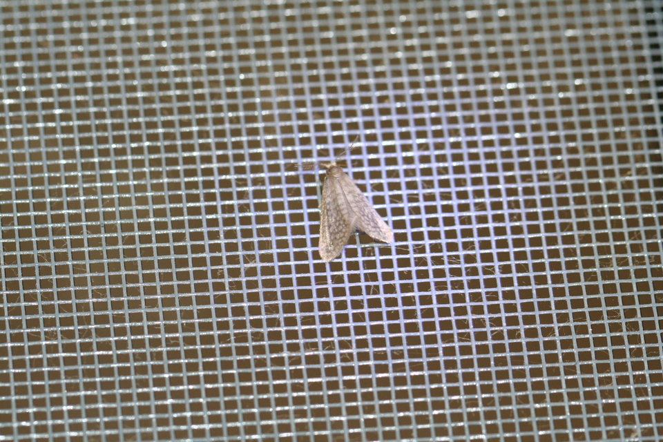 Bijugis bombycella - alkonyati zsákhordólepke