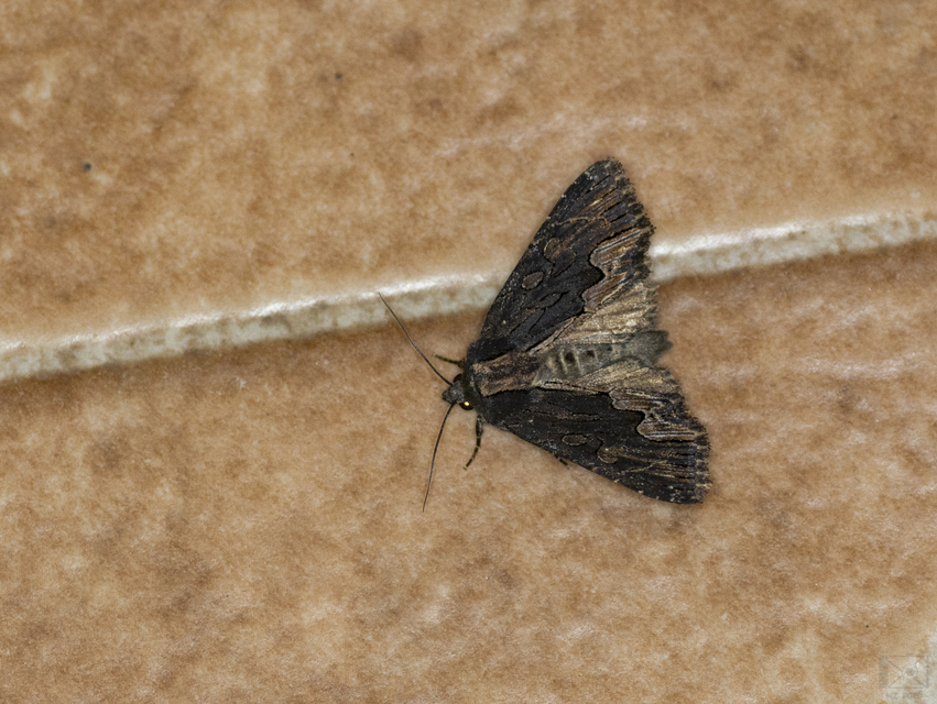 Dypterygia scabriuscula - szurokbarna nyáribagoly