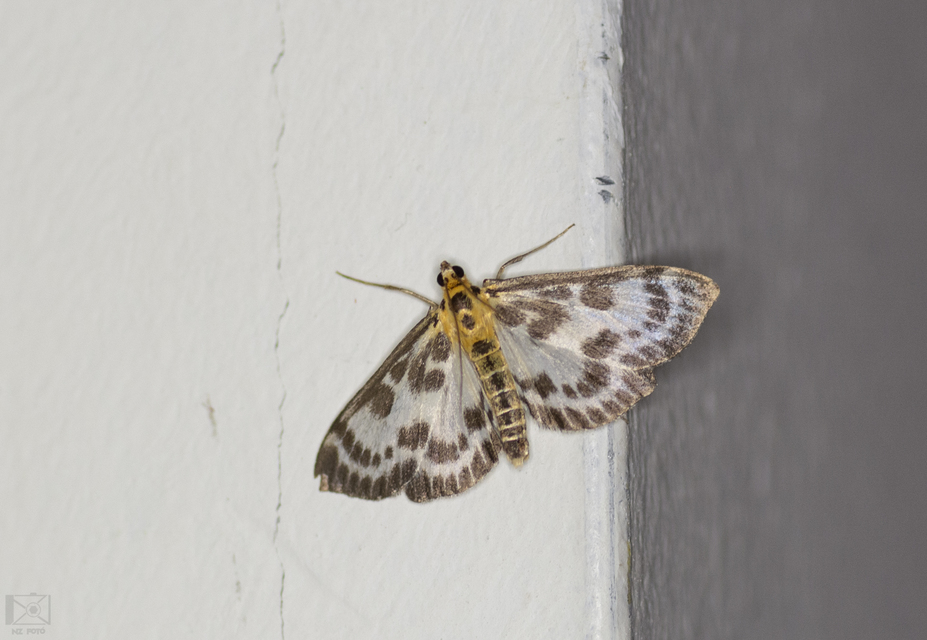 Anania hortulata - tarka csalánmoly