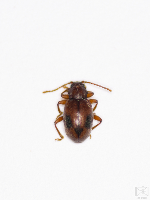 Dapsa denticollis - fogasnyakú álböde