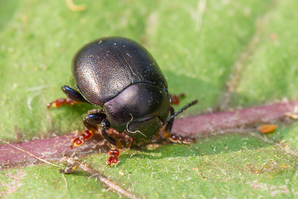 Chrysolina sturmi - vöröslábú levelész