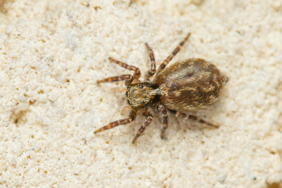 Pseudeuophrys erratica