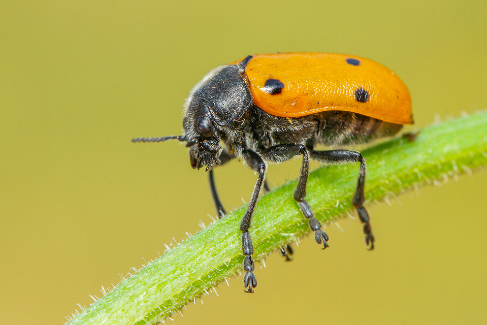 Lachnaia sexpunctata - szőrösnyakú zsákhordóbogár