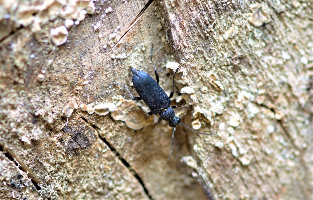 Stictoleptura scutellata - hegyi virágcincér