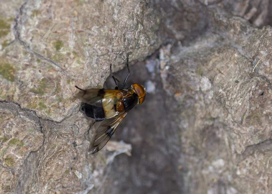 Volucella pellucens - üvegpotrohú pihelégy