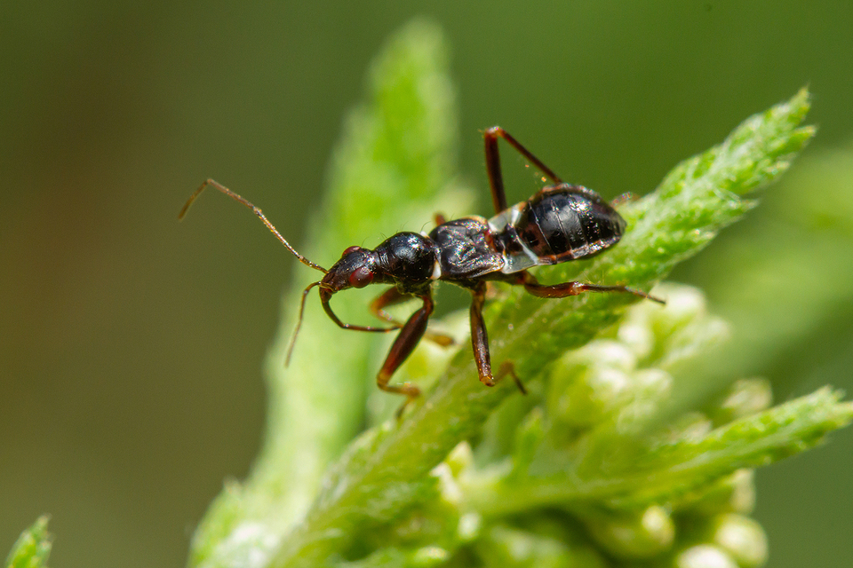 Himacerus mirmicoides - csalán-tolvajpoloska