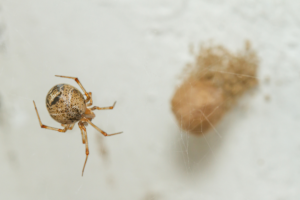 Parasteatoda tepidariorum - üvegházi törpepók