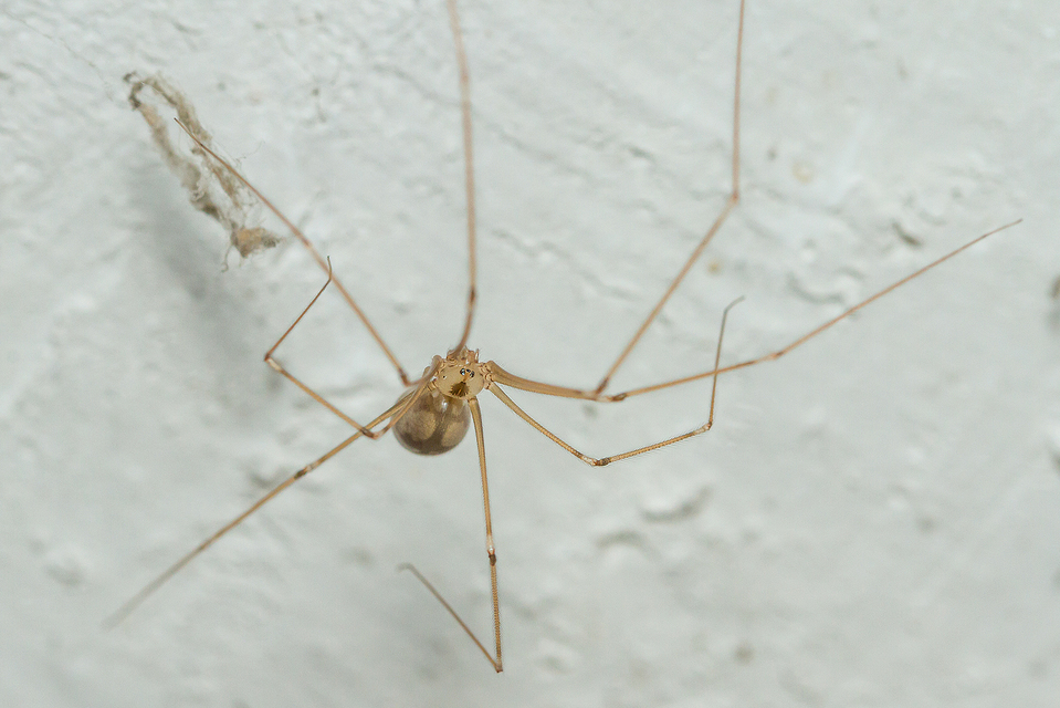 Pholcus phalangioides - nagy álkaszáspók Pholcus phalangioides - nagy álkaszáspók