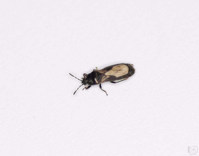 Dimorphopterus spinolae - közönséges karcsúbodobács
