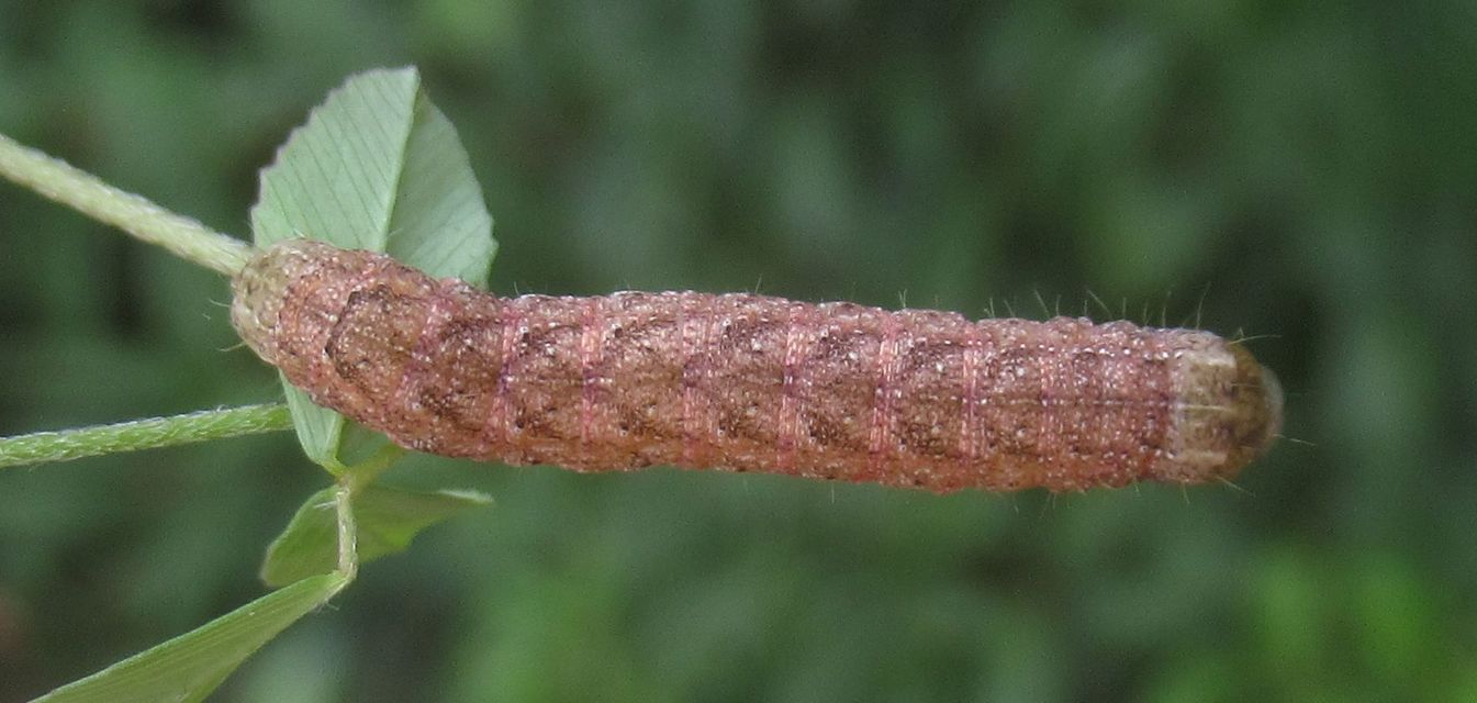 Papestra biren - palaszürke hegyibagoly