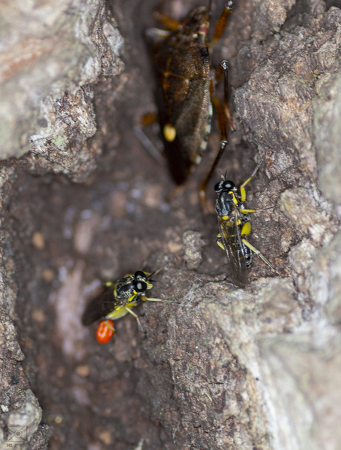 Solva marginata