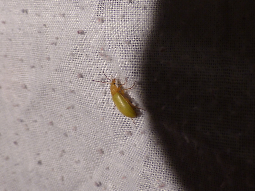 Cteniopus sulphureus - közönséges kénbogár Cteniopus sulphureus - közönséges kénbogár