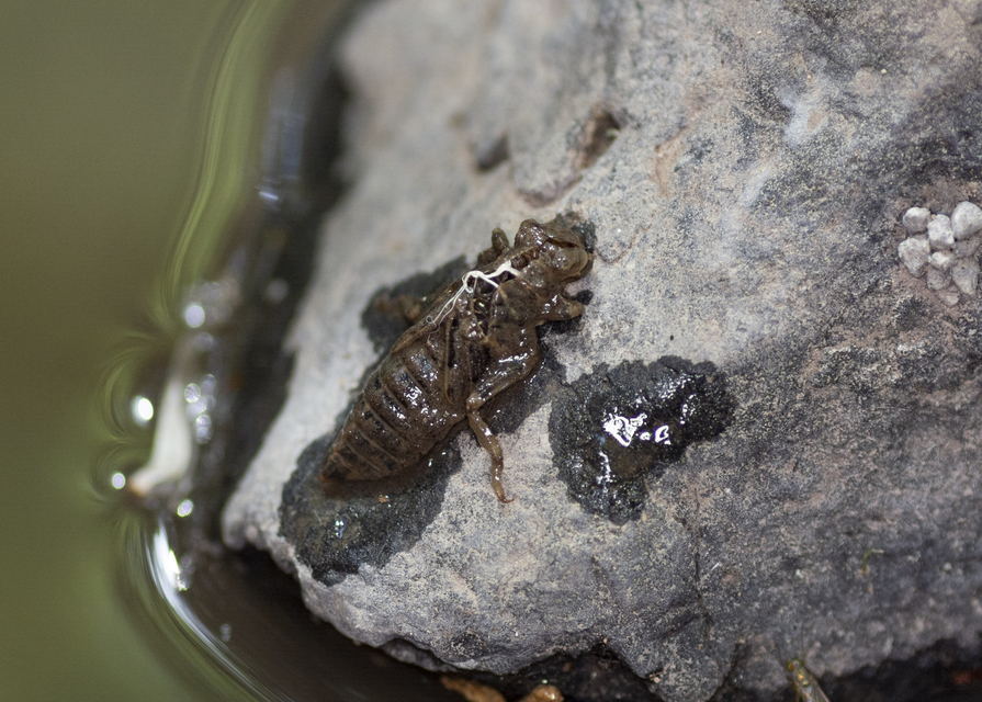 Onychogomphus forcipatus - gyűrűs folyami-szitakötő